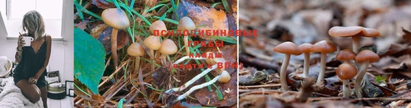 спиды Алексин